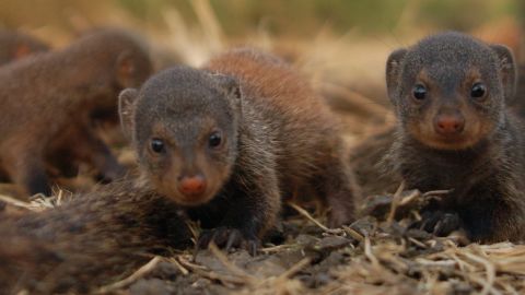 Mongoose mothers give birth at the same time to take care of pups communally. 