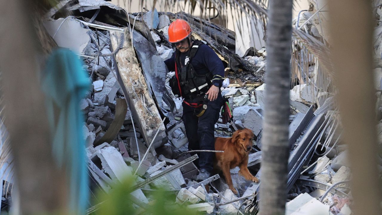 Rescue personnel search through the rubble with dogs.