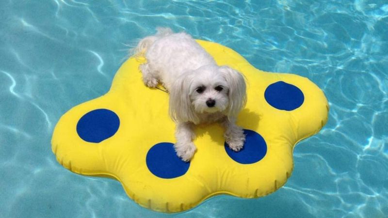 Best pool toys for 2024 dogs