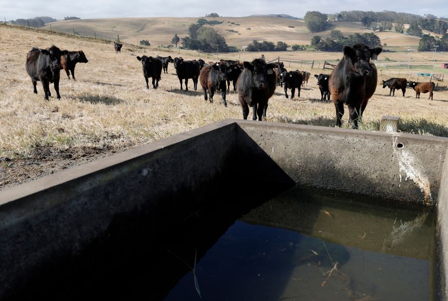 Cattle walk up to a water trough in Tomales, California, on June 8.