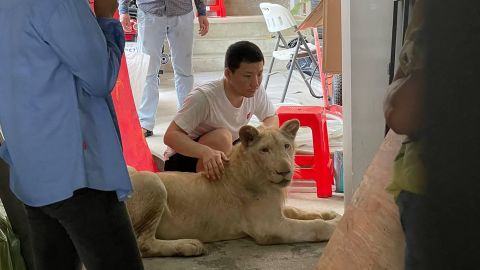 The lion was kept at a house in the Cambodian campital, Phnom Penh.