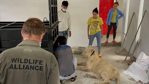 The lion had been taken to a rescue center but has now been reunited with its owner.
