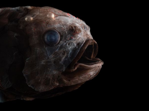 <strong>Bean's bigscale -- </strong>This fish lives towards the bottom of the twilight zone, and has been found as far down as <a href="index.php?page=&url=https%3A%2F%2Ftwilightzone.whoi.edu%2Fexplore-the-otz%2Fcreature-features%2Fbeans-bigscale%2F" target="_blank" target="_blank">4,000 meters </a>(13,000 feet) beneath the surface. No looker, those bumps on its head are mucus-filled cavities. Known for its curious "rowing" style motion through the water, relying on its pectoral fins.