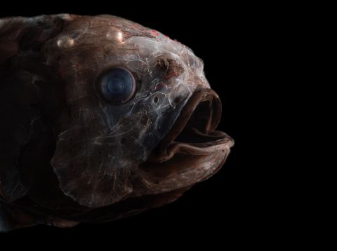 <strong>Bean's bigscale -- </strong>This fish lives towards the bottom of the twilight zone, and has been found as far down as <a href="https://twilightzone.whoi.edu/explore-the-otz/creature-features/beans-bigscale/" target="_blank" target="_blank">4,000 meters </a>(13,000 feet) beneath the surface. No looker, those bumps on its head are mucus-filled cavities. Known for its curious "rowing" style motion through the water, relying on its pectoral fins.