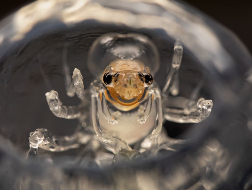 Plunge into the ocean twilight zone and you'll encounter an array of weird and wonderful species like nothing else found on earth. <strong>Scroll through the gallery to explore... </strong><br /><br /><strong>Phronima -- </strong>A small, translucent crustacean that turns its victims into its home. The phronima will skewer salps -- a gelatinous invertebrate -- and hollow out their insides, before climbing in. Female phronima lay their eggs inside before climbing out and pushing the remaining carcass around, lending it the nickname "pram bug."