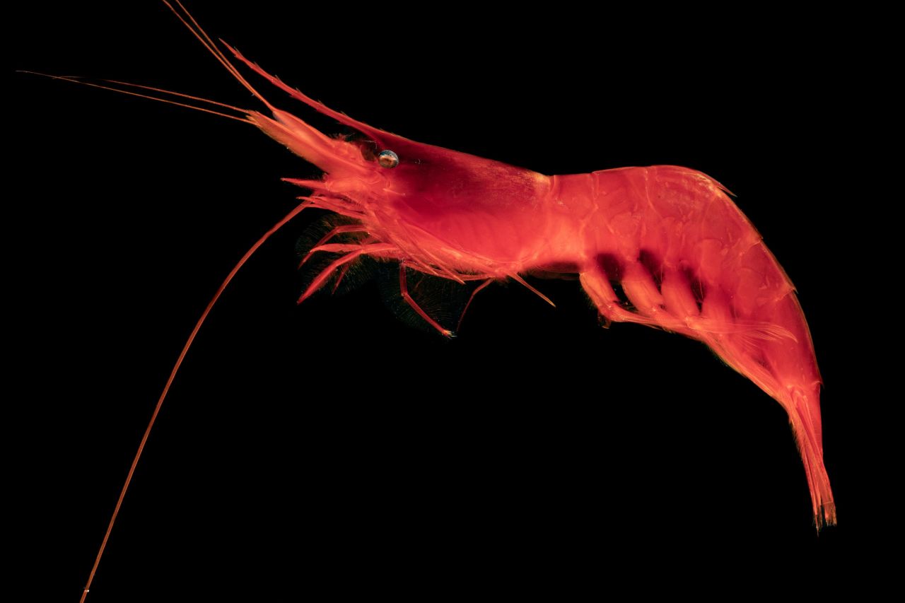 <strong>Acanthephyra sp. -- </strong> Acanthephyra is a genus of shrimp known for their vibrant color and bioluminescent properties. 