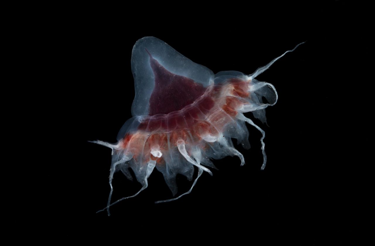 <strong>Helmet jellyfish -- </strong>Brainless and eyeless, the helmet jellyfish negotiates its surroundings thanks to a sensory "bulb." The pigment giving its red tones is damaged by sunlight, so the sensor tells the creature when it should retreat into the darkness of the ocean twilight zone.<br />