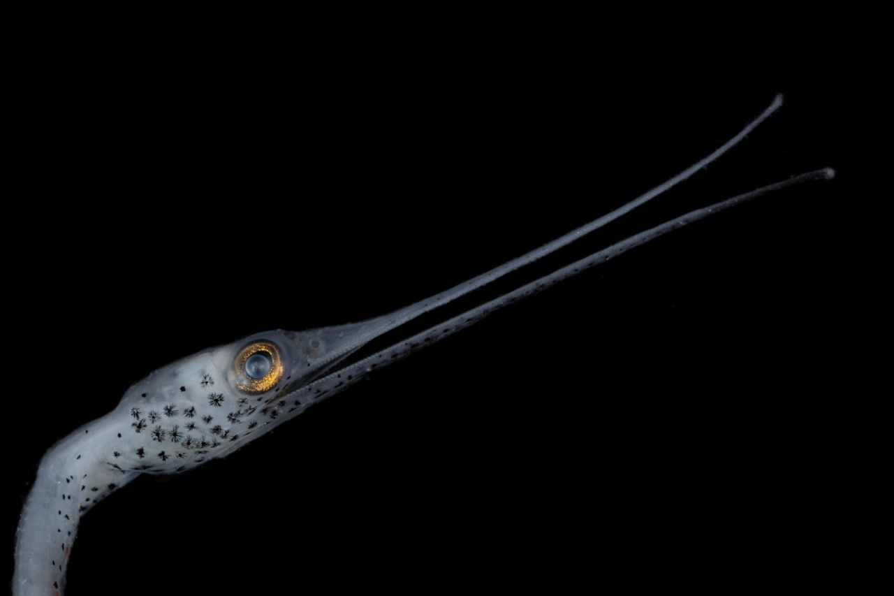 <strong>Slender snipe eel -- </strong>The snipe eel has a whole lot of backbone, with 750 vertebrae -- the most of any species on earth according to the WHOI. Their large eyes make up for a lack of bioluminescence when hunting for prey.