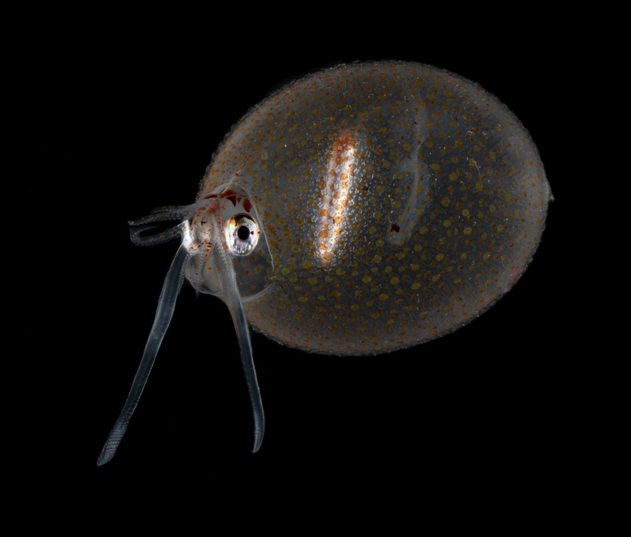 <strong>Glass squid -- </strong>Glass squid are filled with ammonium chloride, a solution lighter than seawater, allowing them to float through the ocean in search of food and mates. Born in the surface ocean, they grow to full size at fourth months and will enter the twilight zone.