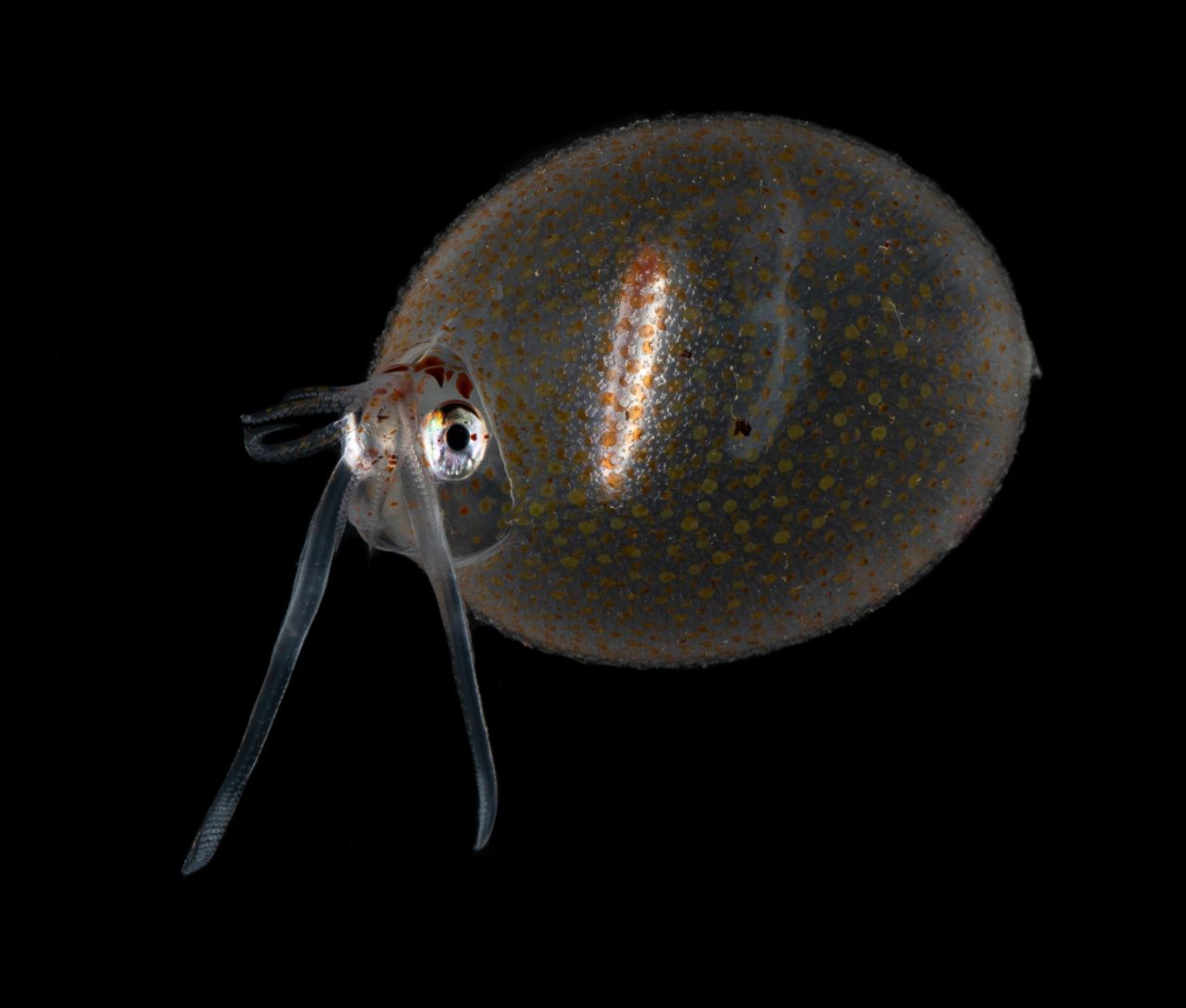 Enter the strange and wonderful world of the ocean twilight zone | CNN Enter the strange and wonderful world of the ocean twilight zone | CNN