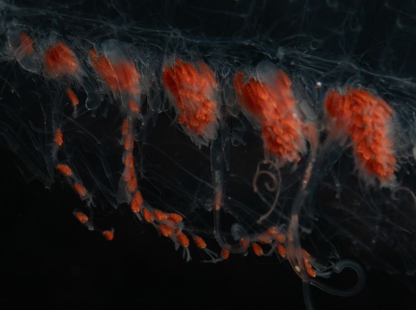 <strong>Siphonophore --  </strong>Siphonophores are a colony comprised of connected "zooids." These form rope-like chains that can be longer than a blue whale and dangle tentacles that sting and trap their prey.