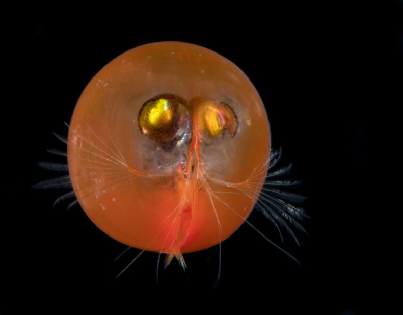 Strange creatures of the ocean deep – DW – 01/17/2018