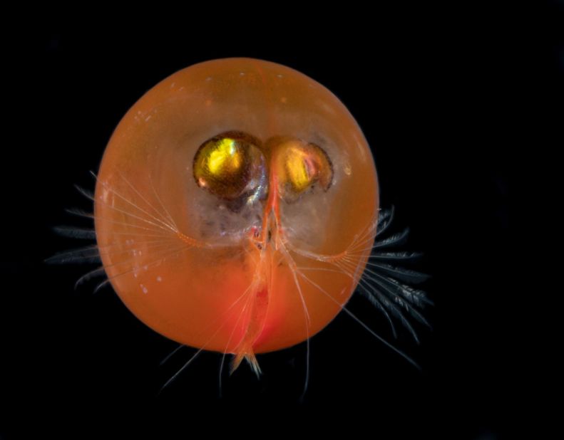 <strong>Giant ostracod -- </strong>Although giant in name and more than 30 times the size of the average ostracod, this species is still only around an inch long. It has a slit-like mouth from which feathery antennae extend, which the ostracod uses to swim, feed and sense its surroundings.