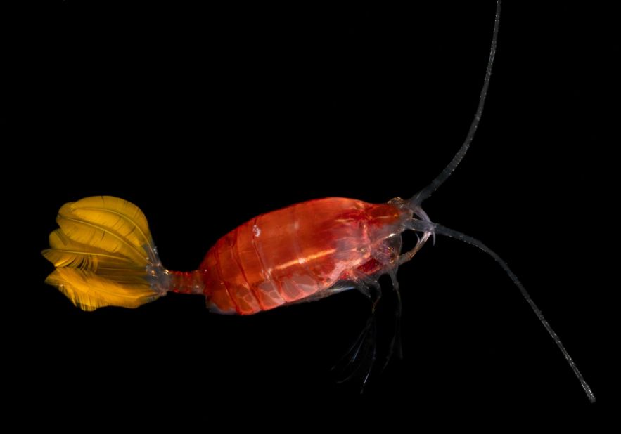 <strong>Copepods -- </strong>This crustacean's rowing-like movement lends it its name -- copepod means "oar-feet" in Latin. It migrates up and down in the ocean by adjusting the density of fats in its body, staying low and out of predators' paths during the day.<br />