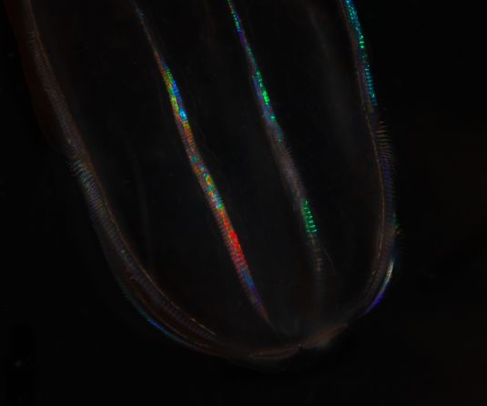 <strong>Ctenophore -- </strong>These comb-like creatures are bioluminescent and move around via eight rows of <a href="index.php?page=&url=https%3A%2F%2Fwww.britannica.com%2Fscience%2Fcilium" target="_blank" target="_blank">cilia</a> (narrow eyelash-like filaments), which "beat" in synchrony.