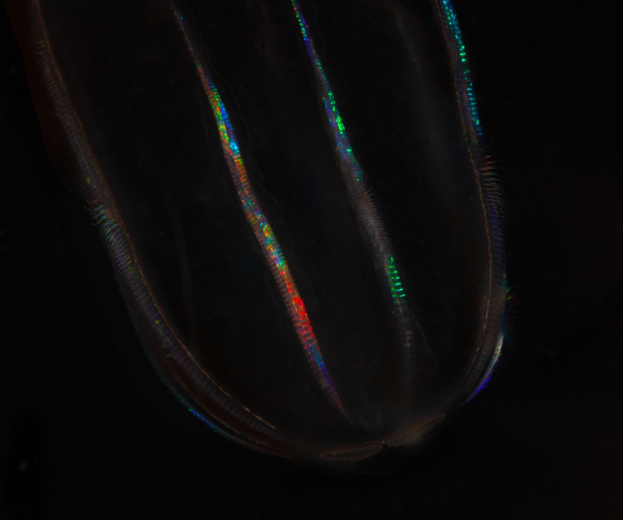 <strong>Ctenophore -- </strong>These comb-like creatures are bioluminescent and move around via eight rows of <a href="https://www.britannica.com/science/cilium" target="_blank" target="_blank">cilia</a> (narrow eyelash-like filaments), which "beat" in synchrony.