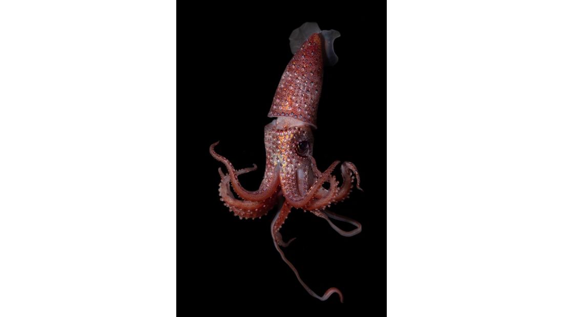 <strong>Strawberry squid -- </strong>Two eyes are better than one -- particularly in the case of the strawberry squid, whose eyes are different sizes. Its larger yellow eye is super-sensitive and picks out prey in waters above, while its smaller blue eye looks below for signs of bioluminescent fauna it will also eat.<br /><br />