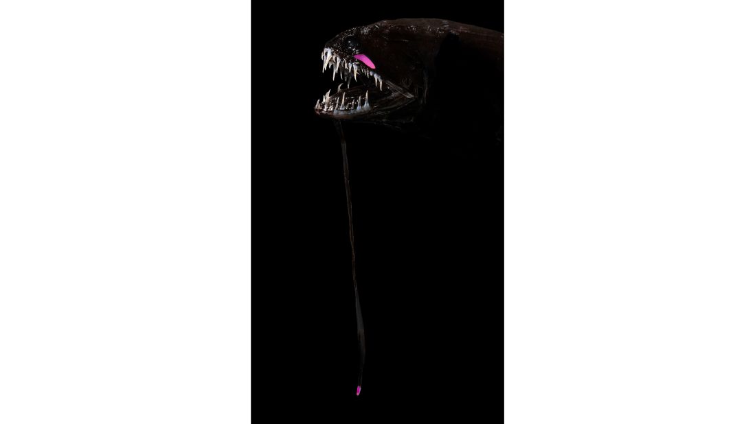 <strong>Barbeled dragonfish -- </strong>A fish with a fearsome mouth, the barbeled dragonfish has fangs embedded with nanocrystals that make its bite stronger than a shark, according to the Woods Hole Oceanographic Institution (WHOI). Females have a bioluminescent lure dangling from their chin. Grows to up to 20 inches (51 cm).