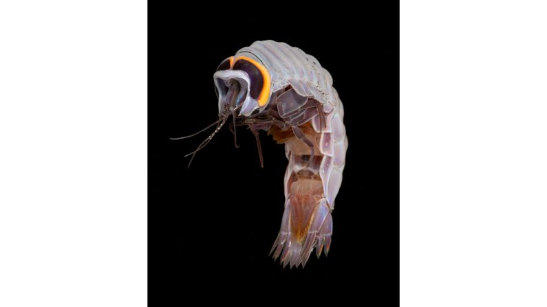 <strong>Hyperiid Amphipod (Pegohyperia princeps) -- </strong>This crustacean is a <a href="index.php?page=&url=https%3A%2F%2Fwww.whoi.edu%2Fmultimedia%2Fa-shimmer-in-the-net%2F" target="_blank" target="_blank">parasite</a> to salps and other gelatinous creatures, and grow to just over <a href="index.php?page=&url=https%3A%2F%2Fmyweb.fsu.edu%2Fmstukel%2Fabouthypamph.html" target="_blank" target="_blank">one centimeter</a>. 