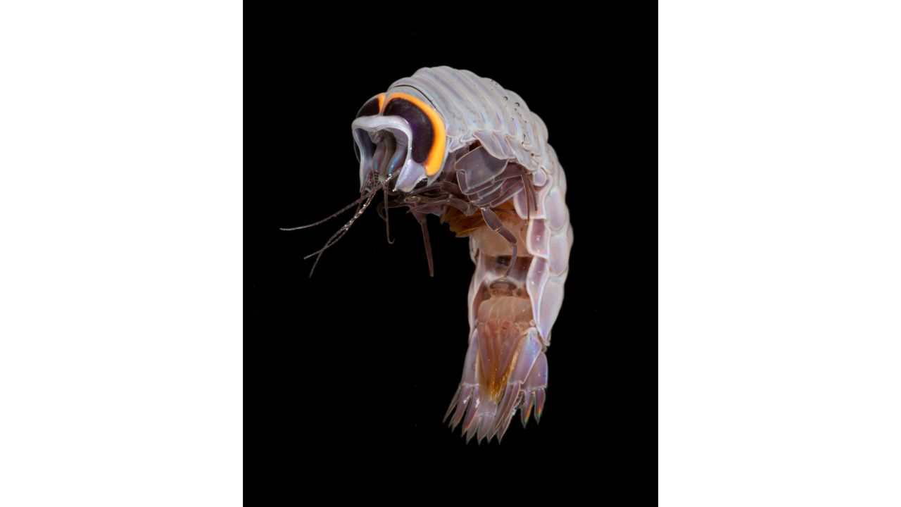 <strong>Hyperiid Amphipod (Pegohyperia princeps) -- </strong>This crustacean is a <a href="https://www.whoi.edu/multimedia/a-shimmer-in-the-net/" target="_blank" target="_blank">parasite</a> to salps and other gelatinous creatures, and grow to just over <a href="https://myweb.fsu.edu/mstukel/abouthypamph.html" target="_blank" target="_blank">one centimeter</a>. 