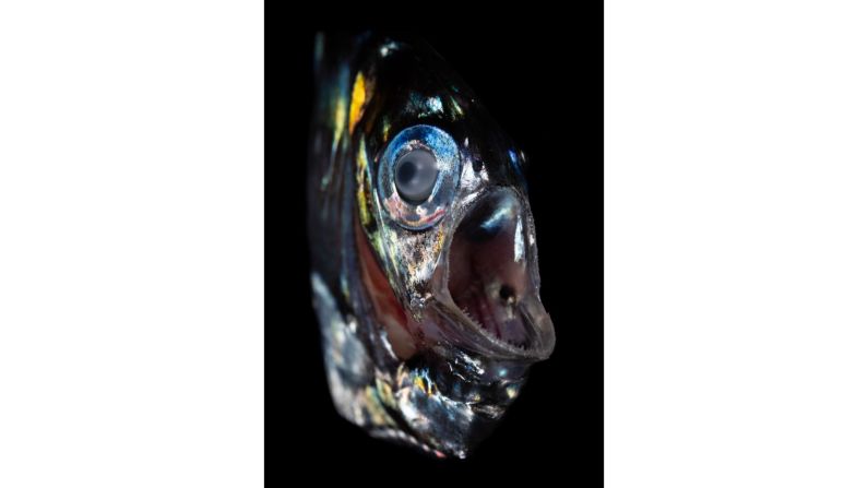 <strong>Transparent hatchetfish (Sternoptyx diaphana) --</strong> The <a href="index.php?page=&url=https%3A%2F%2Ftwilightzone.whoi.edu%2Fexplore-the-otz%2Fcreature-features%2Fhatchetfish%2F" target="_blank" target="_blank">hatchetfish</a> has evolved so that it has pale blue lights on its underside, camouflaging it against the surface from any predators loitering below. And with eyes tilted upwards, it's ready to prey on creatures above it. Some species are known to swim up from 1,500 meters (5,000 feet) into shallow waters to feed at night. 