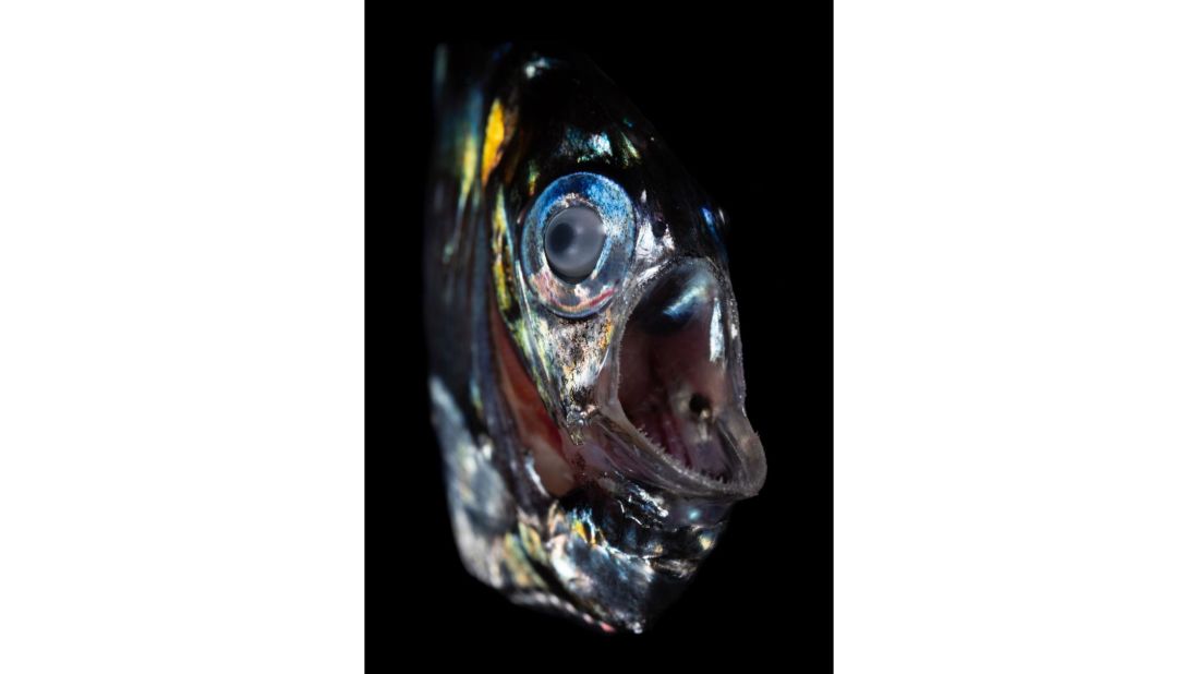 <strong>Transparent hatchetfish (Sternoptyx diaphana) --</strong> The <a href="https://twilightzone.whoi.edu/explore-the-otz/creature-features/hatchetfish/" target="_blank" target="_blank">hatchetfish</a> has evolved so that it has pale blue lights on its underside, camouflaging it against the surface from any predators loitering below. And with eyes tilted upwards, it's ready to prey on creatures above it. Some species are known to swim up from 1,500 meters (5,000 feet) into shallow waters to feed at night. 