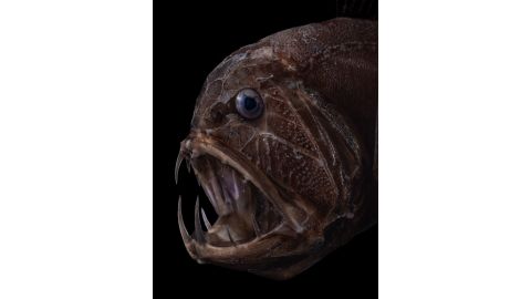 <strong>Fangtooth -- </strong>According to the WHOI the fangtooth has the highest tooth to body ratio of any fish in the ocean. In fact, it's able to catch fish bigger than itself. Sockets in the roof of its mouth prevent the fish's teeth from puncturing its own brain in the process.