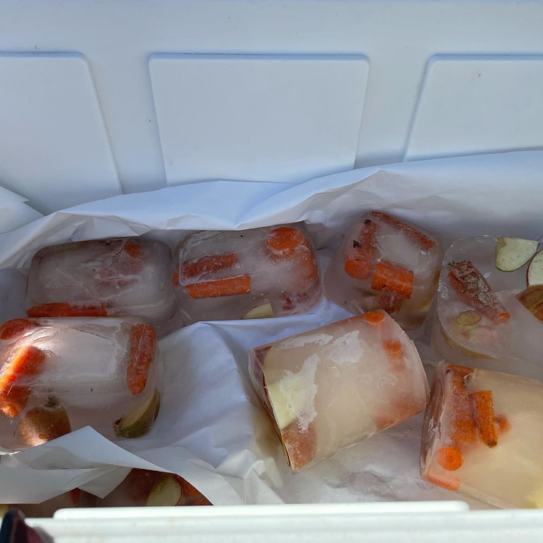 Apples and carrots frozen into ice blocks by the author to offer horses relief from the heat. 