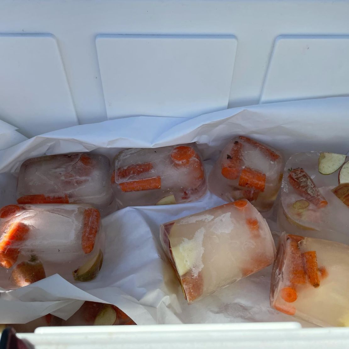Apples and carrots frozen into ice blocks by the author to offer horses relief from the heat.