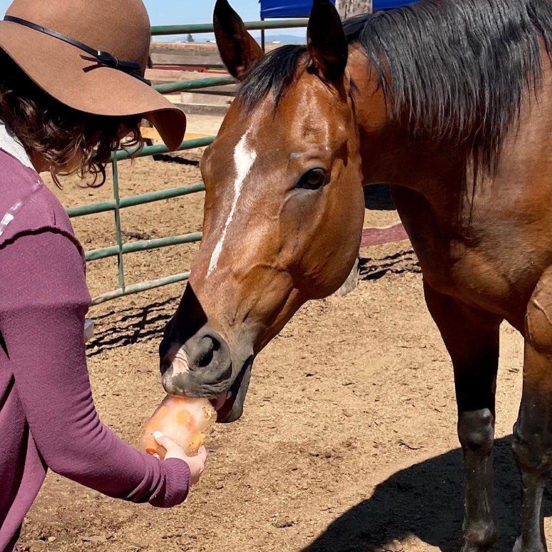 The author coaxes one of the horses to take an ice cube she's prepared.