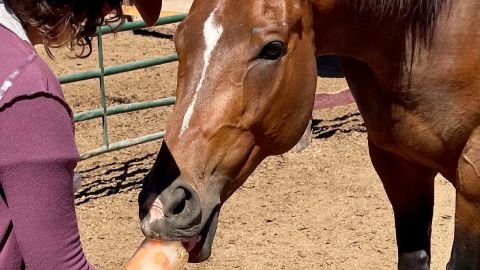 The author coaxes one of the horses to take an ice cube she's prepared.