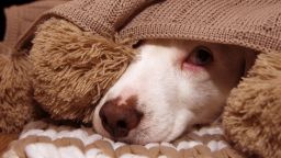 dog under blanket STOCK