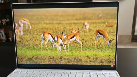 xps 13 oled screen 2