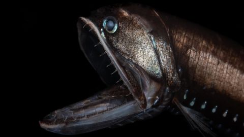 The head of an elongated bristlemouth. Bristlemouths are thought to be the most abundant vertebrate on earth, with as many as a quadrillion (1,000 trillion) in the ocean.