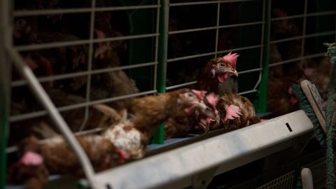 EU plans to end caged animal farming | CNN