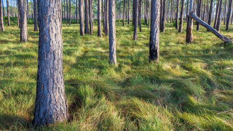 Longleaf pines forests, pictured here at Avon Park Air Force Range in the Everglades Headwaters, are an essential Florida ecosystem. 