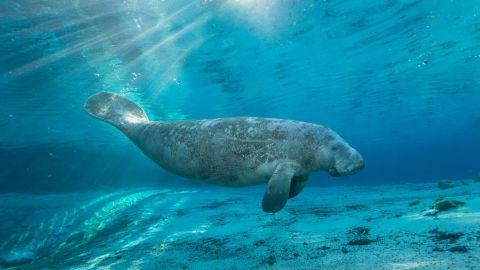 A manatee swims in the freshwater springs at Crystal River National Wildlife Refuge, an important part of the Florida Wildlife Corridor.