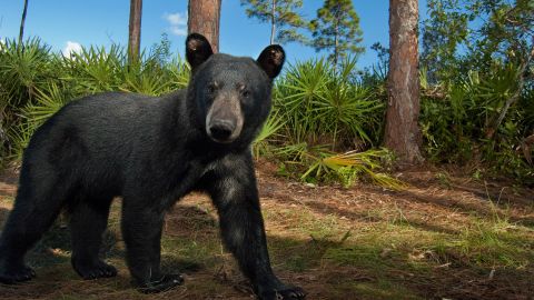 A Florida black bear pauses in front of a camera trap on on the Hendrie Ranch in south central Florida.