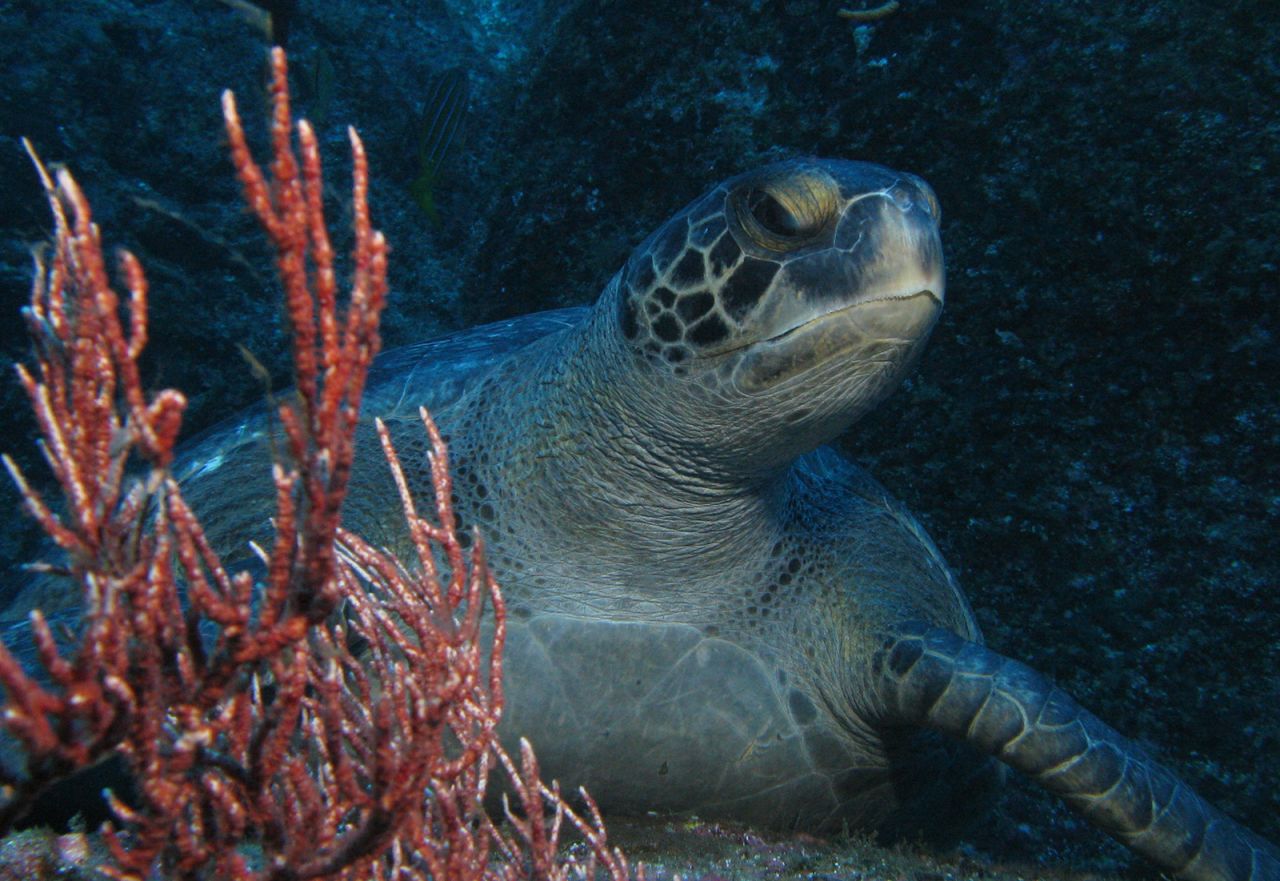 Endangered green turtles have been found to move between the islands, as they nest in the Galapagos and forage in the Cocos.