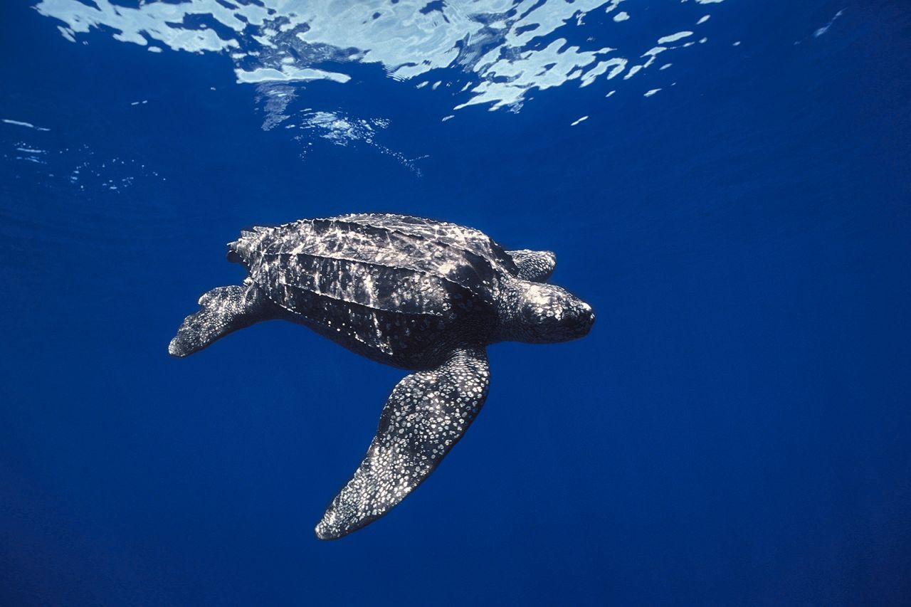 Leatherback turtles, which are listed as vulnerable, also use the route. One of the greatest threats to their survival is being caught accidentally by fishing boats or getting entangled in nets.