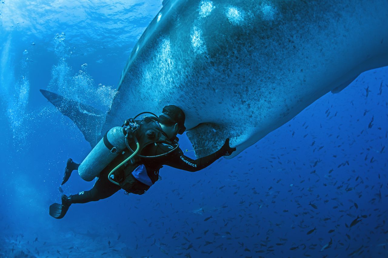 MigraMar, a network of scientists and environmental groups, has built a strong case for protecting the swimway, by documenting the species that use it. They have attached satellite and acoustic tags to individual species, like the whale shark pictured, so that they are able to follow their migratory pathway.