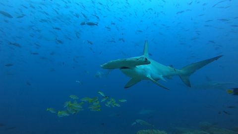 Scalloped hammerhead sharks travel in schools between the islands. The species is considered critically endangered, with fishing as its main threat. Scientists say that protecting the swimway could help to keep population levels up. 