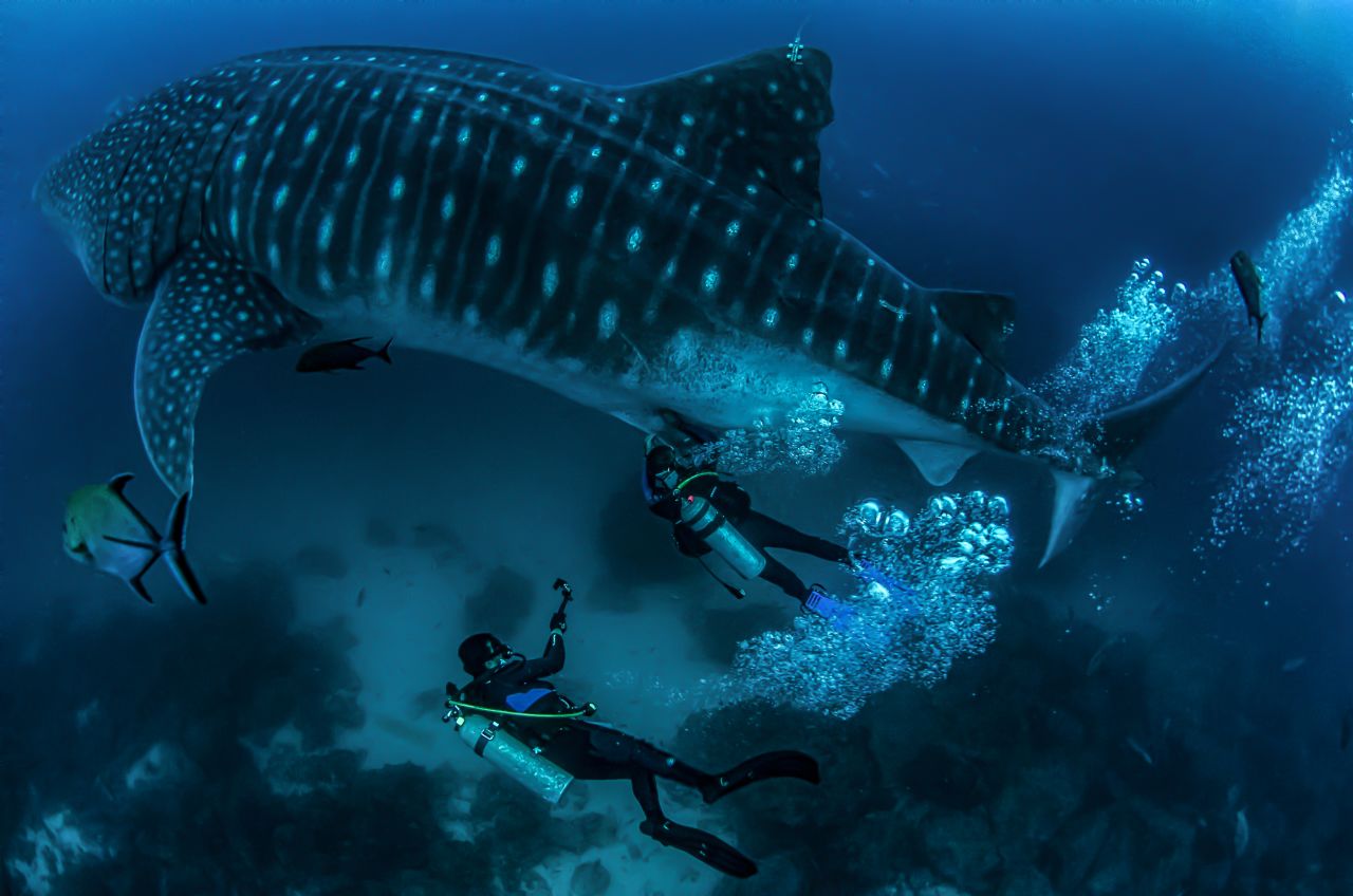 Whale sharks, the largest fish in the world and also endangered, are highly migratory. During an expedition in 2020, scientists tagged a whale shark, named Coco, near Darwin's arch in the Galapagos. Around a month later, Coco arrived at Cocos Island, confirming that the species migrates along the swimway. 