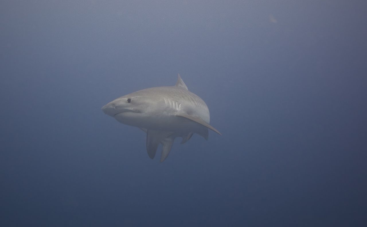 Most recently, scientists discovered evidence of a tiger shark using the swimway, as a <a href="https://www.ocearch.org/tracker/detail/yolanda" target="_blank" target="_blank">nine-foot-long</a> female that scientists had tagged in the Galapagos seven years ago surfaced at Cocos Island. As tiger sharks are one of the top predators in the Pacific, their existence is vital to the survival of the entire ecosystem. 