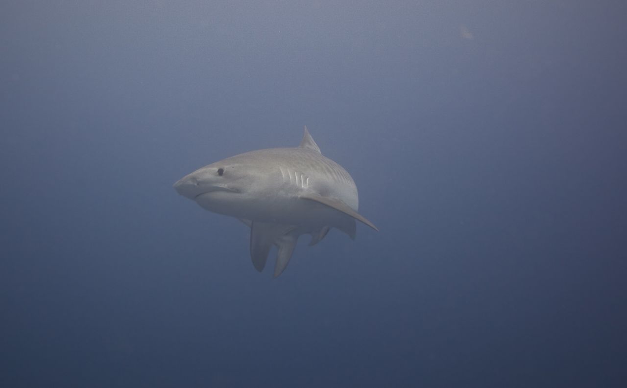 Most recently, scientists discovered evidence of a tiger shark using the swimway, as a <a href="https://www.ocearch.org/tracker/detail/yolanda" target="_blank" target="_blank">nine-foot-long</a> female that scientists had tagged in the Galapagos seven years ago surfaced at Cocos Island. As tiger sharks are one of the top predators in the Pacific, their existence is vital to the survival of the entire ecosystem.