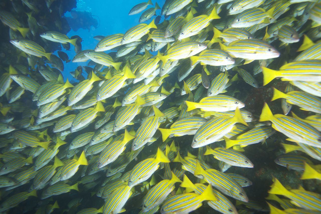 The route between Cocos and Galapagos follows a chain of seamounts, or underwater mountains, which sharks and turtles rely on for navigation. They are also rich with life, providing vital resting and feeding spots during the long journey.