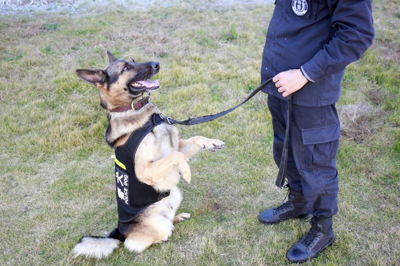 Police best sale puppy training