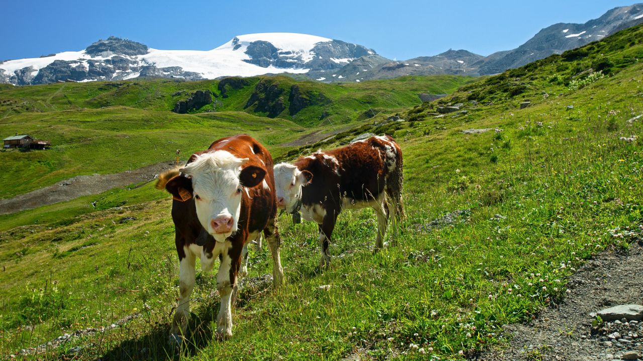 The researchers tested the stomach juices of Alpine cows, such as those pictured here, and found it could degrade some plastics.