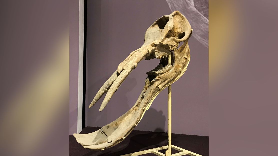 This fossil belonged to a 'shovel-tusker,' which roamed in large herds across Central Asia 13 million years ago.