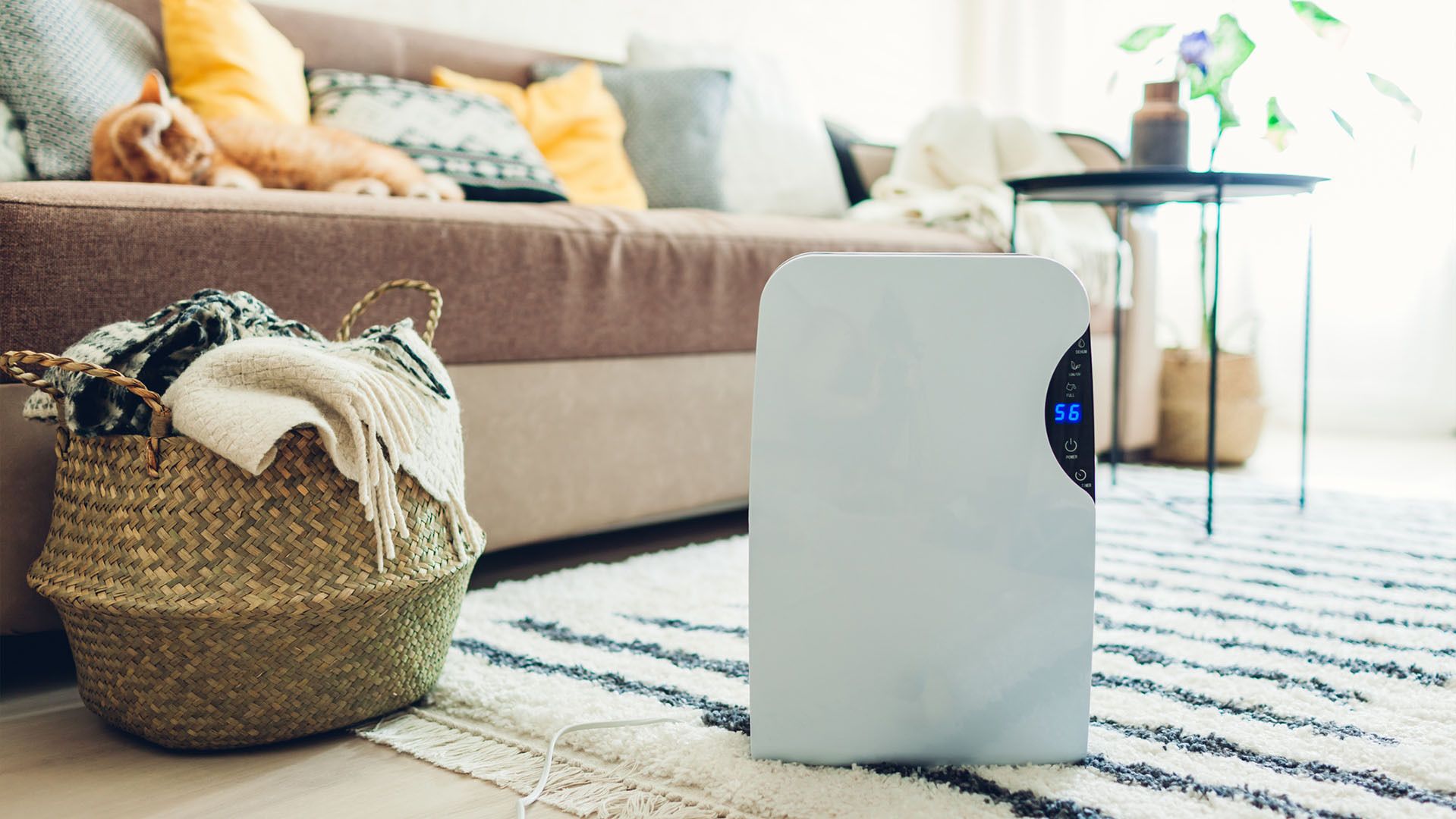 The 7 Best Dehumidifiers for Basements of 2024, Tested and Reviewed